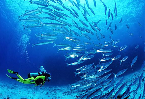 Luxury diving and snorkelling in Oman