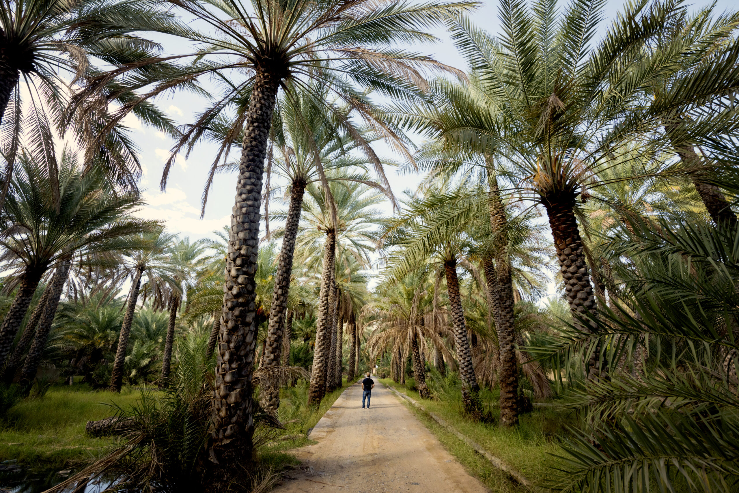 Date palms representing everyday life in Oman
