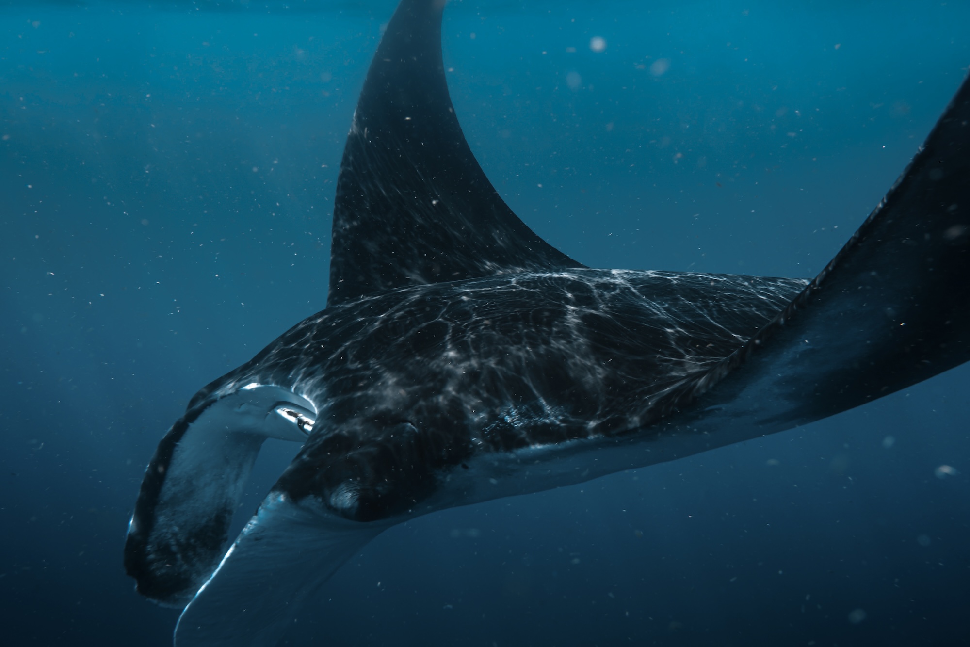 Manta Ray Night Experience