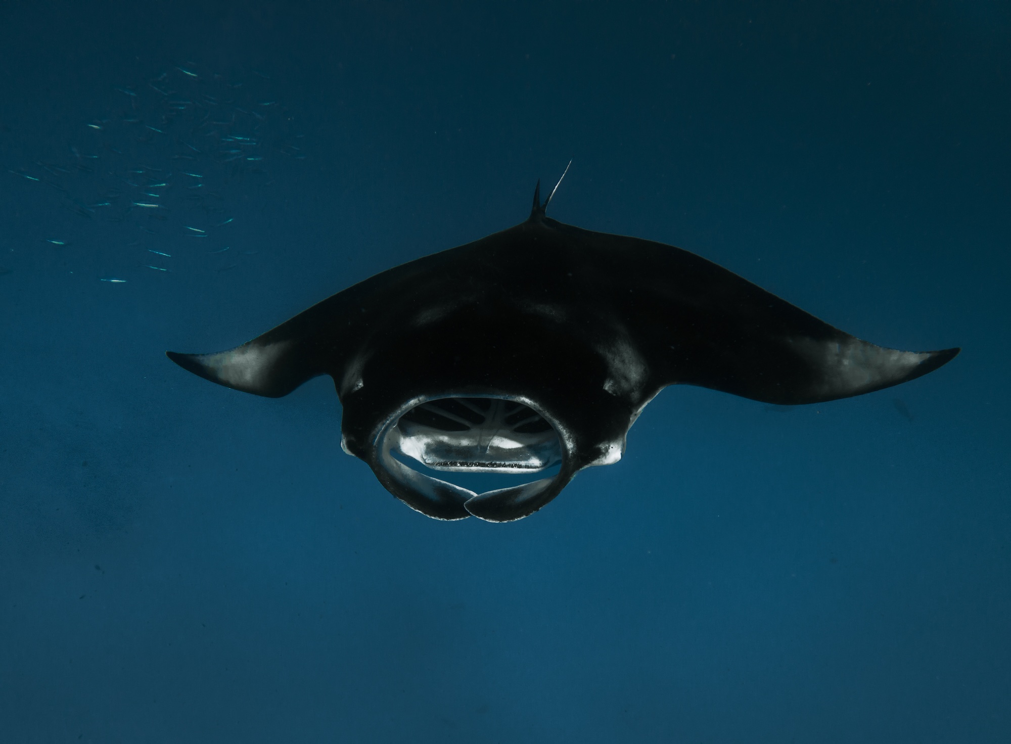 Manta Rays Maldives