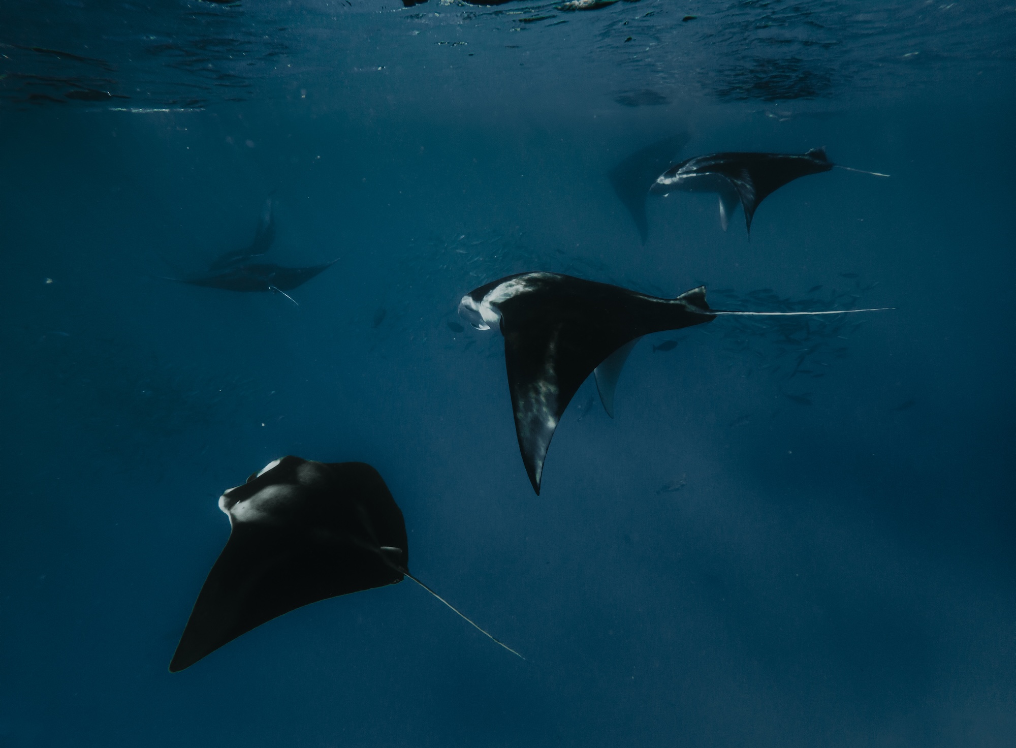 Night Snorkelling With Manta Rays